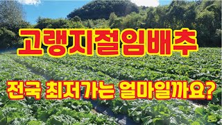 고랭지배추 최저가와 품질도 보증하는 곳은? 강원고랭지배추 강원도김장배추  강원도절임배추20KG 영월절임배추 강원도영월절임배추 강원도절인배추 절임배추공장 태백고랭지절임배추