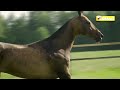 8 cosas que no sabias del caballo akhal teke