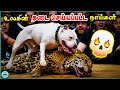 Banned Dangerous Dog Breeds In The World (தமிழ்) | The Magnet Facts