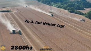 Zu 3. gegen 2800ha Getreide! 3 Mähdrescher in der Getreideernte Hektar Jagt in der Landwirtschaft