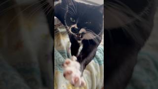 かわいい一歩一歩のハチワレ猫🐈甘えん坊猫ざきお【猫動画】