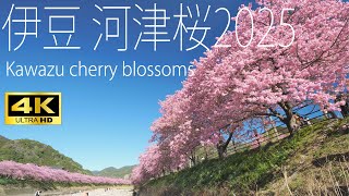 静岡県伊豆 河津桜の満開！ Kawazu zakura cherry blossoms 2025【4K】