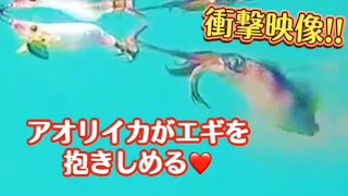 アオリイカ大量発生‼︎ 水中映像でエギ（フラッシュブースト）を抱きしめる♡ 爆釣は続く‼︎【エギング】Fishing girl fishing bigfin reef squid