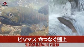 ビワマス、命つなぐ遡上 滋賀県北部の川で産卵