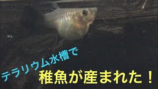 グッピーが稚魚を産んだよ 【テラリウム水槽】