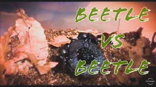 【Japanese Rhinoceros Beetle】カブトムシVSカブトムシ　縄張り争いガチバトル勃発！ |Real Beetles battle!|