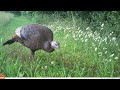 wild turkey hen ruffling feathers close up