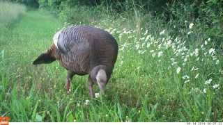 Wild Turkey Hen ruffling feathers close up