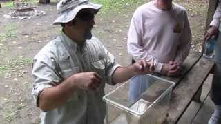 Florida's American alligator population a success story from the Endangered Species Act