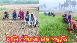 পেঁয়াজের চারা রোপণ পদ্ধতি||Planting onion seedlings @মানিকগঞ্জপ্রতিদিন