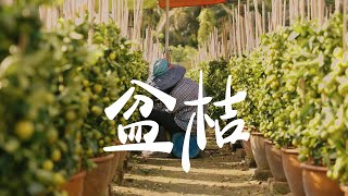 【REJI Documentary 日记纪录片】 新年必备 大吉大利 | 盆桔 Calamansi Tree Plantation in ChuiChak, Perak