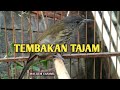 MASTERAN TEMBAKAN BURUNG TAJAM !!!! SIRI-SIRI GACOR DOR