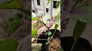 ছোট এই কাজ করলে গাছের ফলন হবে দ্বিগুণ #gardeningtips