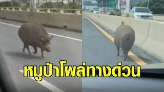 วุ่น! หมูป่าโผล่ทางด่วนแจ้งวัฒนะ ไล่จับเหงื่อตก สืบต้นตอเจอครอบครัวอยู่ข้างล่าง