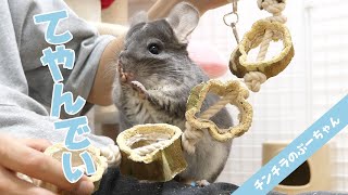 おもちゃに興奮しすぎて「てやんでい」連発なチンチラが可愛すぎる！Funny and Cute Chinchilla