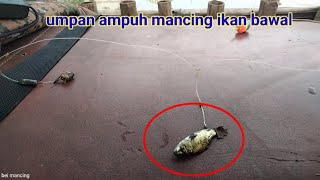 umpan ampuh mancing ikan bawal , pakai anakan ikan mas