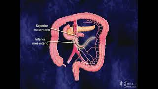 18  Digestive System—Anatomy of the Small Intestine, Colon and Rectum