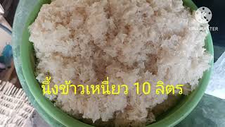 หมักสาโทไว้กินปีใหม่สงกรานต์ หนึ่งปีทำครั้งภูมิปัญญาชาวบ้าน