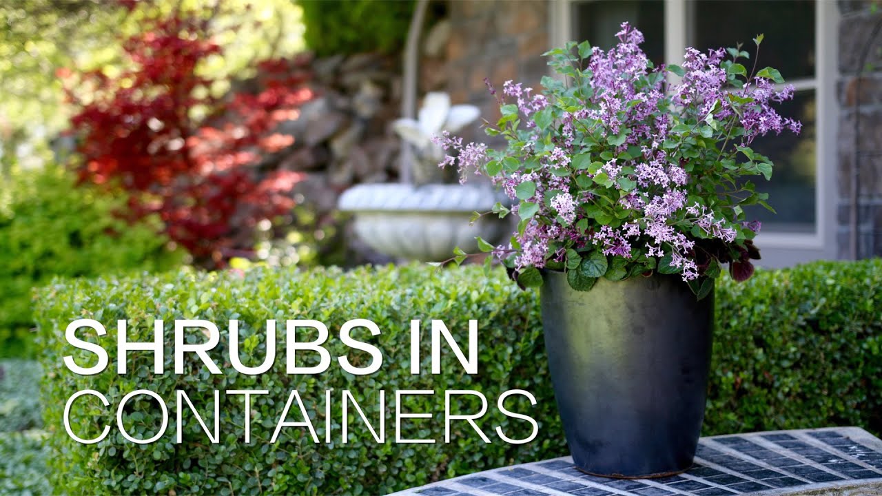Container Planting Shrubs Successfully Grow Shrubs And Bushes In