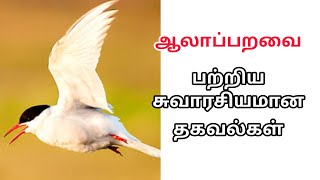 ஆலாப்பறவை பற்றிய சுவாரசியமான தகவல்கள் | Interesting facts about Arctic Tern @blackscreentamizh548