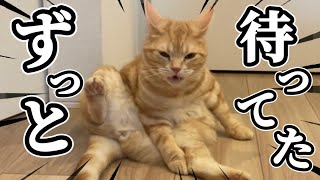 夜中に帰宅した飼い主を盛大にお出迎えするデブ猫がこちらww