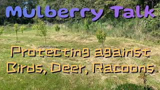 Protecting our Mulberry Trees from Birds, Deer, and Racoons