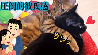 イケメンベンガル猫が黒猫に圧倒的彼氏感を爆発させています！