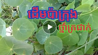 ដើមប៉ាក្រុង