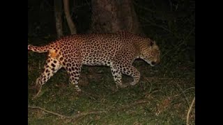 Bagasara: People already fled area due to fear of leopard