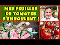 Mes feuilles de tomates s'enroulent et se recroquevillent. Comment l'éviter ?