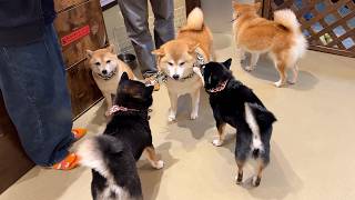 Cutest Mame-Shiba Cafe in Japan! | Tokyo Asakusa🐕