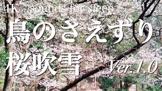 【自然音】鳥のさえずり 森の桜吹雪 ver.1.0 / birds chirping \u0026 cherry blossoms blizzard