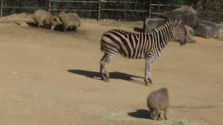 とくしま動物園に行って来た☺サバンナエリア