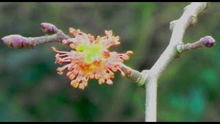 மலர் மருத்துவம் எல்ம் - Flower Remedy Elm - நித்தம் ஒரு வார்த்தை-260