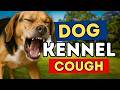 Kennel Cough In Dogs Kennel Cough In Dogs