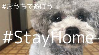 おうちで楽しもう おうちで遊ぼう！【トイプードル】【多頭飼い】【#StayHome】【#トイプードルどりらぶかむ】