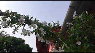 mandevilla laxa on its peak on blooming  #shorts