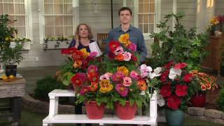 Roberta's 4-piece Striking Perennial Oriental Poppy on QVC