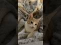 No name. #shorts #cats #viralvideo