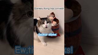 Donkey Kong has arrived! #donkeykong #cat #regulus #dk #americancurl