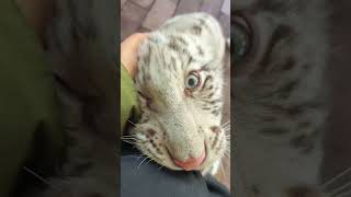 🐯🐯🐯WOW!!! adorable tiger cub #tigercub  #tiger #kitten #foryou #fpy #cute #kitty #zoo #adorable