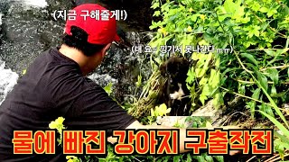 [아트배스] 낚시하다 물에 빠진 아기 강아지를 구해줬습니다ㅠㅠ 그리고 비주얼 드디어 오짜?….bass fishing