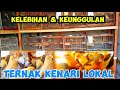 KELEBIHAN &KEUNGGULAN TERNAK KENARI LOKAL & LOPER