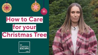 How to care for your Christmas Tree | QVCUK