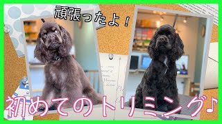 トリミング！アメリカン・コッカー・スパニエル「桜ちゃん」＆「優芽ちゃん」ご来店♪