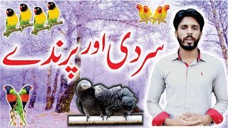 Birds Health care in Winter | Sardi Aur Parinde Video Urdu/Hindi