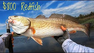 Bull Redfish on Light Tackle