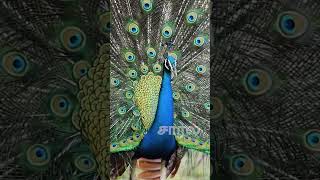 வில்பத்து காட்டில்  தோகை விரித்தாடும் மயில் | dancing peacock | Peacock Wilpattu