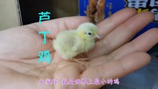 On the third day of birth, the world's smallest chicken grows up