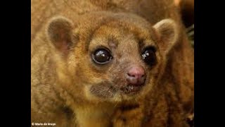 The Kinkajou